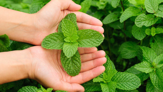 Study Shows Topical Peppermint Oil Relieves Chronic Itching
