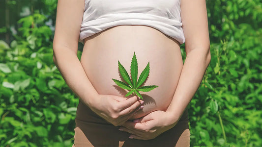 Study Finds Maternal Cannabis Smoking During Pregnancy May Have Positive Impacts on Child Development